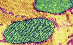 Transmisión micrografía electrónica de las mitocondrias celulares. FOTO: Thomas Deerinck, NCMIR, UC San Diego.