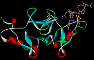 Molécula de oxitocina unida a la proteína transportadora de neurofisina