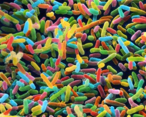 Microbiota humana - Escherichia coli