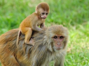 El eslabón perdido: las macaco Rhesus preñadas que fueron infectadas con un virus de prueba tuvieron bebés que tenían comportamientos repetitivos y deficiencias en las habilidades sociales. Foto: Kathmanduphotog/Shutterstock.com